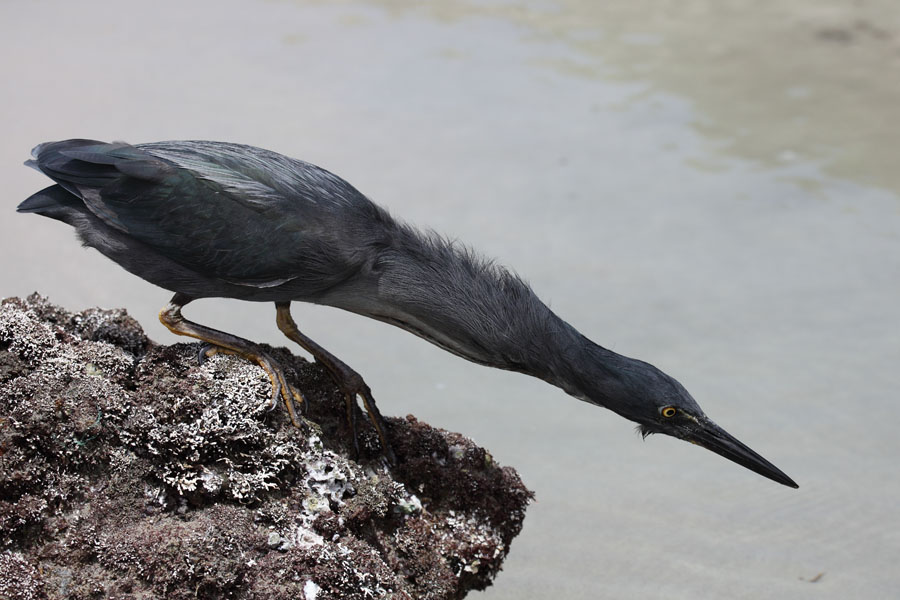 Lava Heron poised to strike, Galapagos