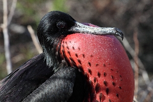 Male Frigate Bird