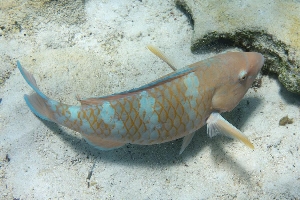 Blue-Chin Parrotfish (Scarus ghobban)