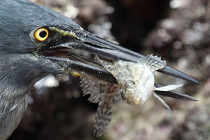Lava Heron with captured fish in beak