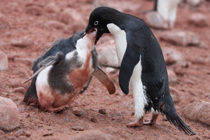 Adelie Penguin Feeding Chick