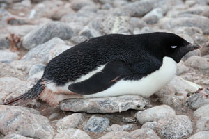 Adelie Penguin Resting
