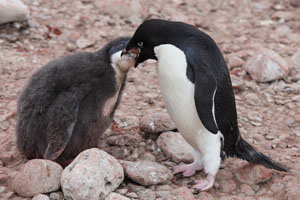 Adelie Penguin Feeding Chick