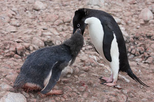 Adelie Penguin Provisioning Chick
