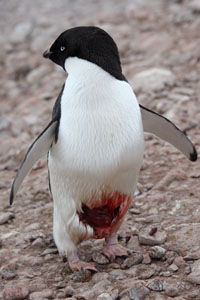 Wounded Injured Bleeding Adelie Penguin