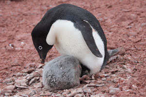 Adelie Penguin Adult Brooding Chick