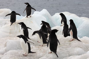 Adelie Penguins on Ice