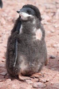 Adelie Penguin Chick Moulting