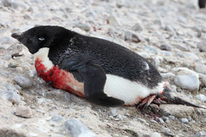 Wounded Injured Bleeding Adelie Penguin