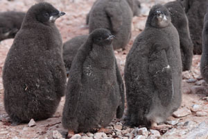 Creching Adelie Penguin Chicks