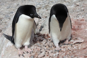 Adelie Penguins at Nest