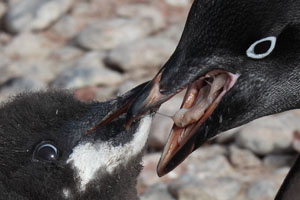 Adelie Penguin Regurgitating Krill