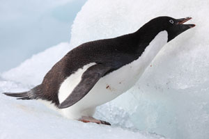 Adelie Penguin Eating Snow