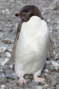 Leucistic Adelie Penguin