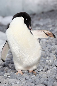 Adelie Penguin Injured Flipper
