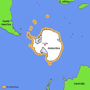 Adelie Penguin Distribution Map
