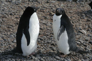 Adelie Penguin Pair