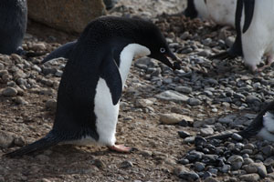 Adelie Penguin Carrying Stone