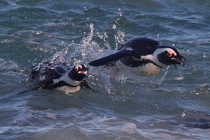 African Jackass Penguins