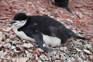 Chinstrap Penguin on nest