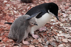 Chinstrap Penguin with chick