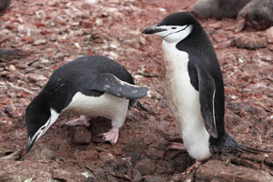 Chinstrap Penguin looking for pebble