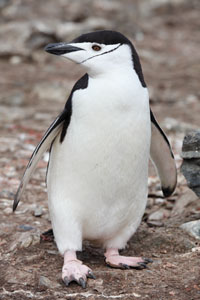 Chinstrap Penguin portrait