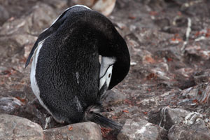 Chinstrap Penguin preening