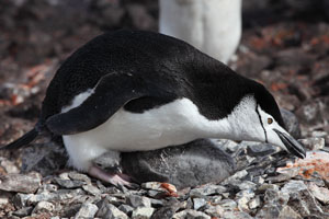 Chinstrap Penguin brooding chick