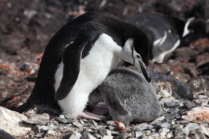 Chinstrap Penguin chick pushing head under parent