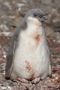 Chinstrap Penguin chick