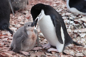 Chinstrap Penguin feeding chick