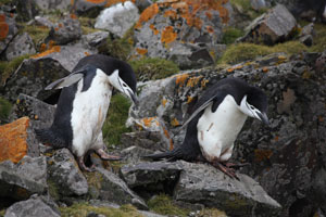Chinstrap Penguins climbing