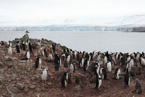 Chinstrap Penguin colony Hannah Point