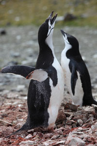 Chinstrap Penguin ecstatic display