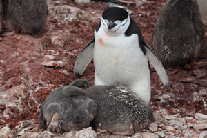 Chinstrap Penguin with two chicks on nest