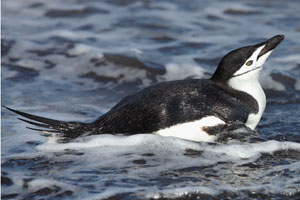 Swimming Chinstrap Penguin