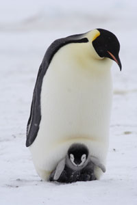 Emperor Penguins chick on feet
