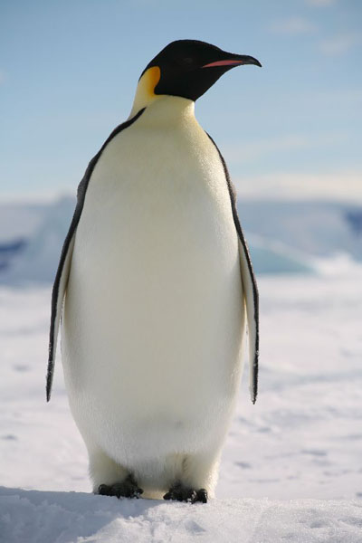 Adult Penguin 112