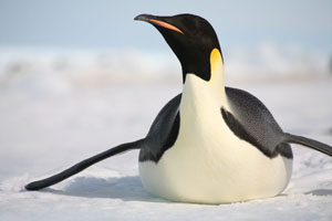 Emperor Penguin sliding on ice
