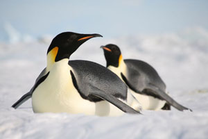 Emperor Penguins sledging