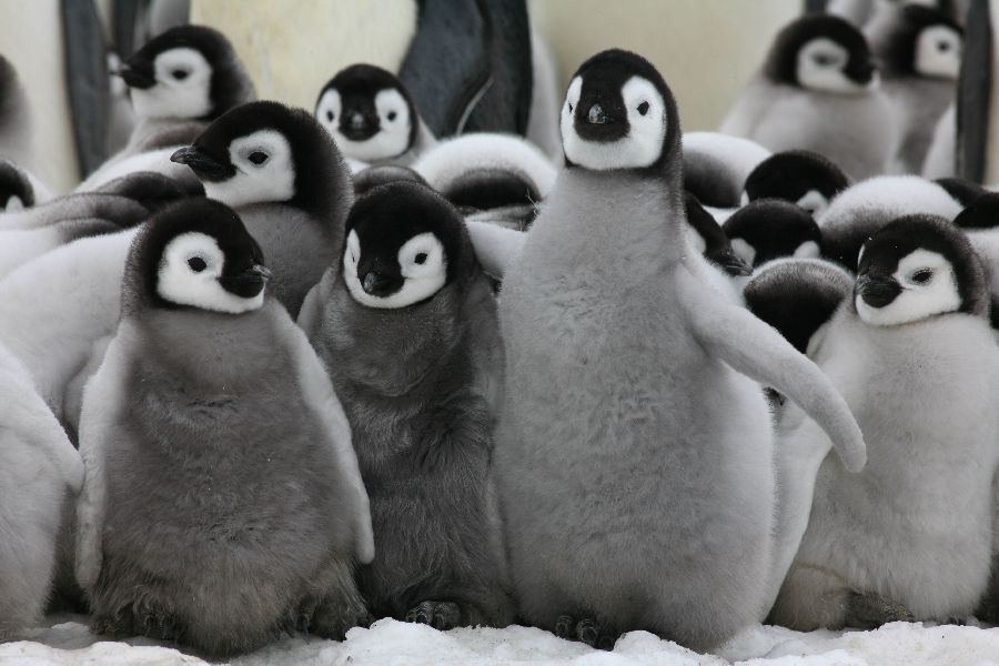 Penguin Chicks Pictures
