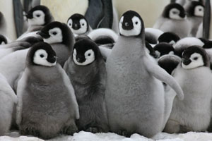 Emperor Penguin chicks