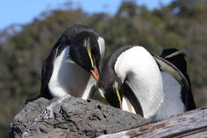 Fiordland Crested Penguins Allopreening
