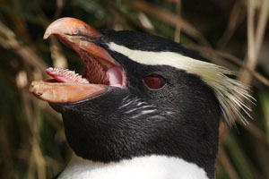 Fiordland Crested Penguin with Exposed Tongue