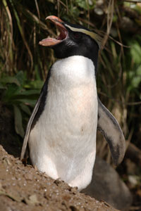 Fiordland Crested Penguin Calling