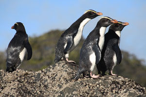 Fiordland Crested Penguins