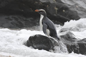 Fiordland Penguin on rocks