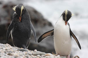 Fiordland Crested Penguin preening