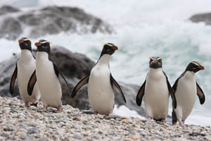 Fiordland Penguins return from foraging